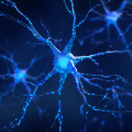 What helps nerves regenerate faster?